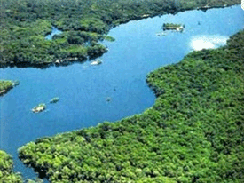Hutan Hujan Amazon 