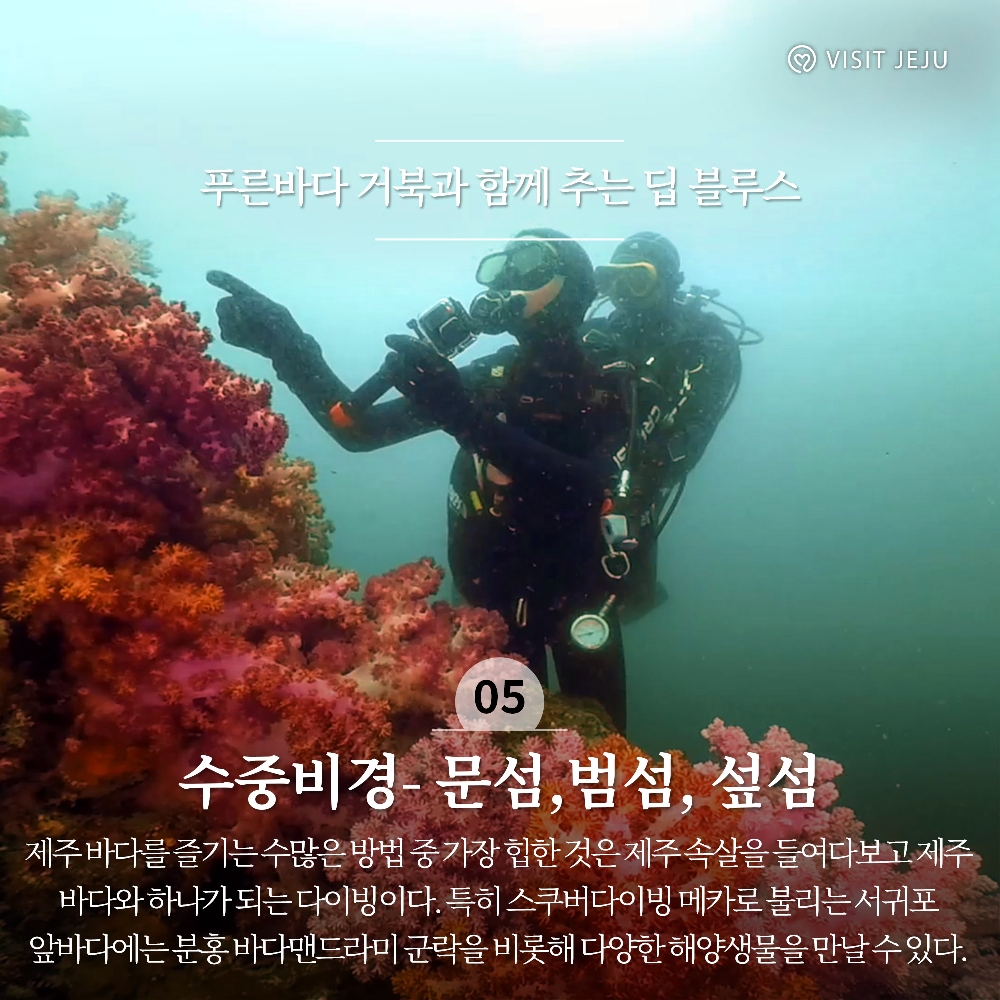 푸른바다 거북과 함께 추는 딥 블루스 
05. 수중비경 - 문섬, 범섬, 섶섬
제주 바다를 즐기는 수많은 방법 중 가장 힙한 것은 제주 속살을 들여다보고 제주 바다와 하나가 되는 다이빙이다. 특히 스쿠버다이빙 메카로 불리는 서귀포 앞바다에는 분홍 바다맨드라미 군락을 비롯해 다양한 해양생물을 만날 수 있다.