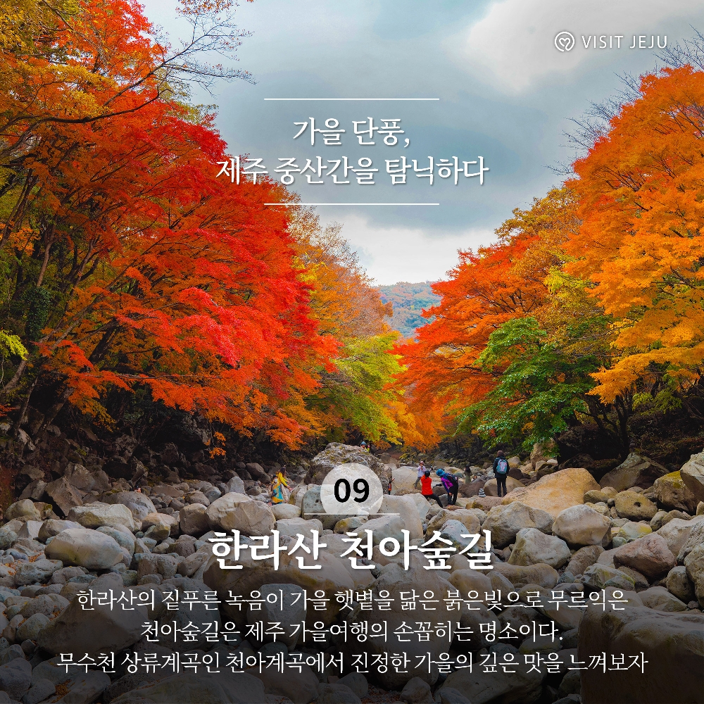 9. 가을 단풍, 제주 중산간을 탐닉하다 <한라산 천아숲길 />
한라산의 짙푸른 녹음이 가을 햇볕을 닮은 붉은빛으로 무르익은 천아숲길은 제주 가을여행의 손꼽히는 명소이다. 무수천 상류계곡인 천아계곡에서 진정한 가을의 깊은 맛을 느껴보자