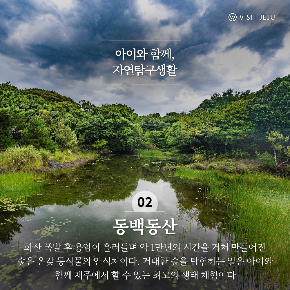 2. 아이와 함께 자연탐구생활 <동백동산 />
화산 폭발 후 용암이 흘러들며 약 1만년의 시간을 거쳐 만들어진 숲은 온갖 동식물의 안식처이다. 거대한 숲을 탐험하는 일은 아이와 함께 제주에서 할 수 있는 최고의 생태 체험이다