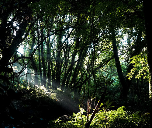 환상숲곶자왈공원